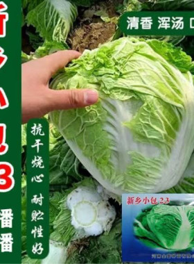 正宗新乡小包头种子耐高温