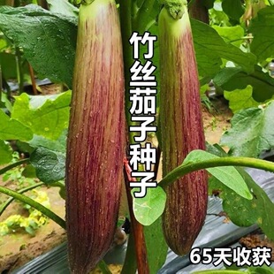 竹丝长茄种子正宗面包茄种子糯米长茄高产抗病早中熟糯米茄子种子