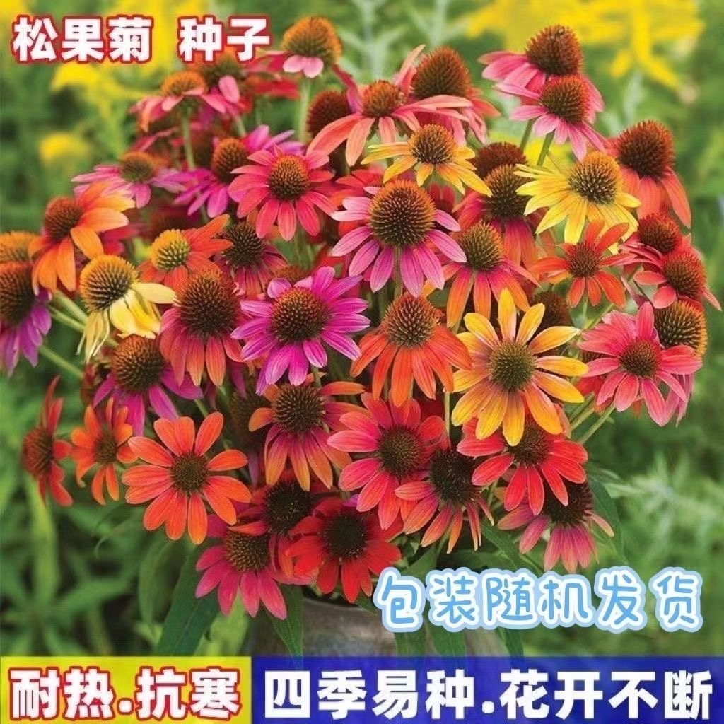 五彩松果菊种子多年生宿根花卉好养耐热耐寒庭院阳台花境造景花草