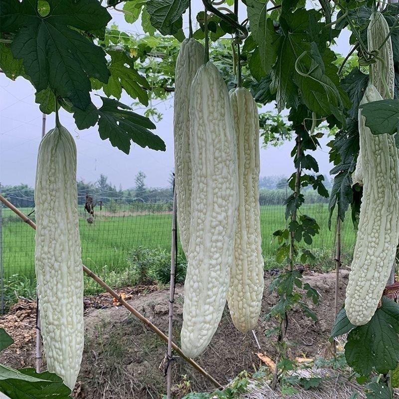 四季精选长白苦瓜种子超大型品种耐热春播阳台庭院易种蔬菜种子