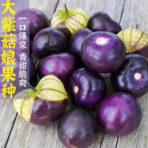 紫姑娘果种子 四季紫黑紫菇娘大果灯笼果种籽 菜园阳台盆栽孑图片