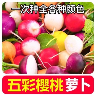 五彩七彩多彩小樱桃萝卜种子四季春秋速生红黄白紫樱桃萝卜盆栽籽