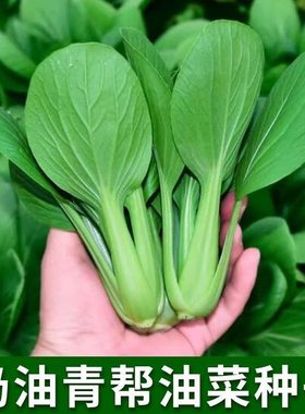 青帮油菜种籽四季播种奶油鸡毛菜上海青种籽阳台庭院蔬菜种籽大全