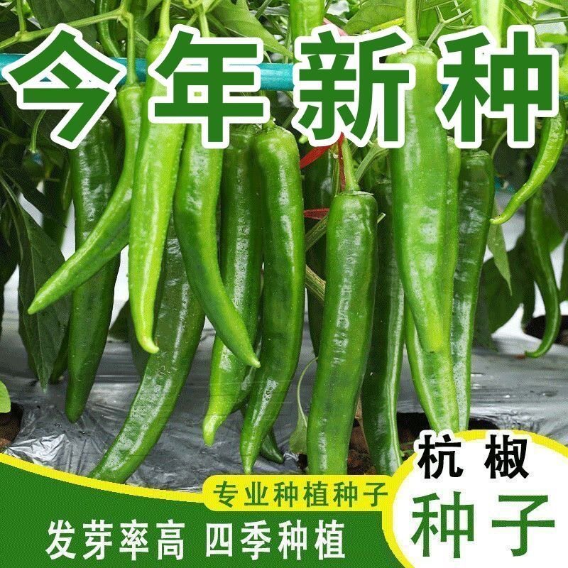 杭椒一号种子高产辣椒微辣杭椒一号不辣尖椒青椒四季蔬菜种子青辣图片
