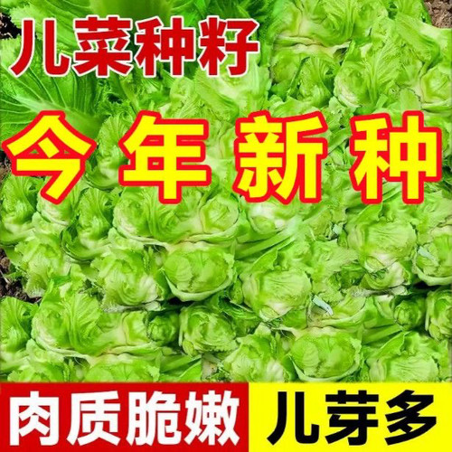儿菜种子四川特产四季播