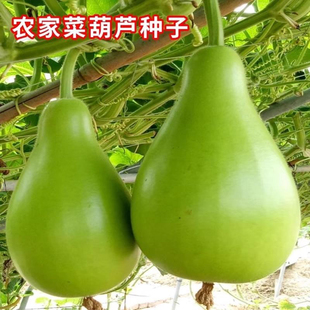 高产农家菜葫芦种子可食用菜葫芦种籽瓠瓜种籽早熟抗病大田蔬菜籽