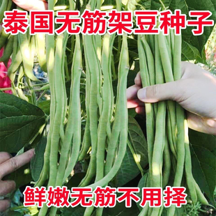 泰国无筋架豆王种子红籽泰国豆特长四季豆春夏秋耐热无筋豆角种子