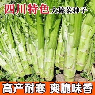 棒菜种子薄皮棒菜大棒菜四季秋冬白皮芥菜种四川花叶菜头特色菜种