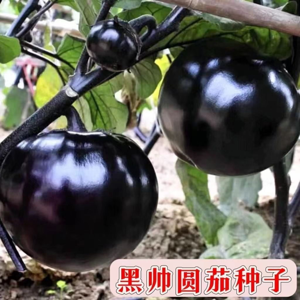 黑帅圆茄种子特大圆茄种籽庭院大田盆栽阳台春秋播种茄子蔬菜种籽