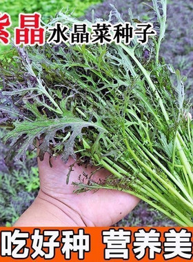 耐寒紫水晶菜种子紫金营养京水菜籽紫雪里蕻种秋冬季紫色蔬菜种籽