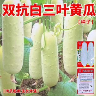 嫩香白三叶水果黄瓜种子白黄瓜白皮早熟高产春夏季播阳台蔬菜种孑