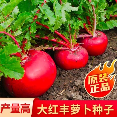 北方大红丰萝卜种籽大红丰萝卜种籽春夏秋播红皮白肉萝卜蔬菜种孑