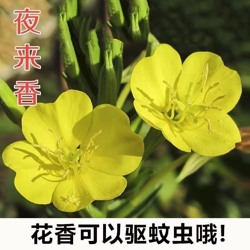 夜来香种子四季播种易活花种子大花月见草种子驱蚊虫植物花卉种子