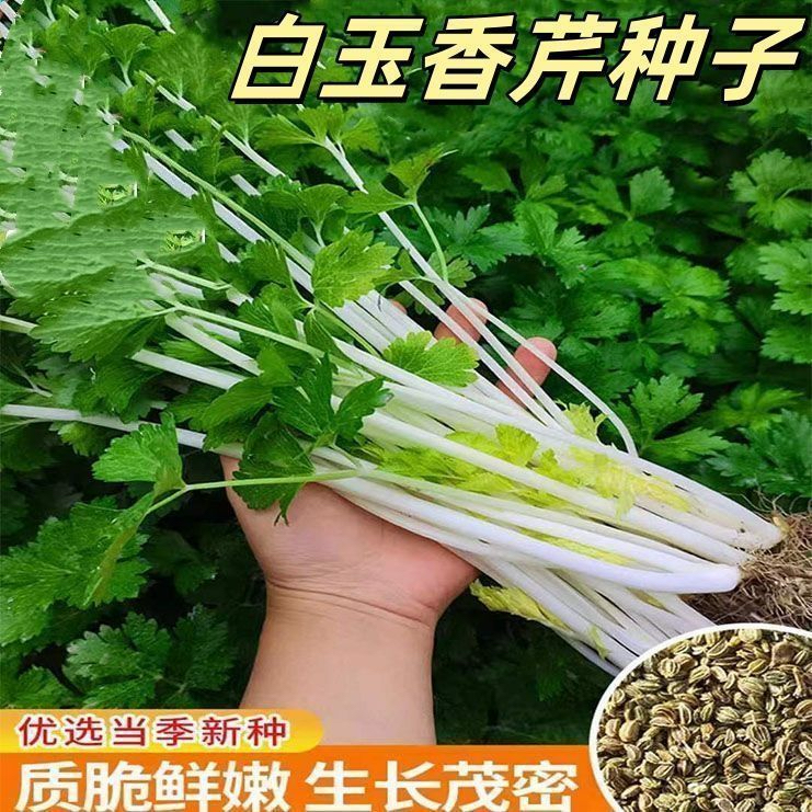 四季白玉实芹种子白杆香芹耐热耐寒高产庭院盆栽白芹菜新鲜薄皮种