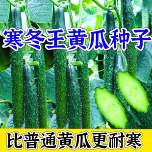 寒冬王黄瓜种子爬满地种籽孑四季播春秋蔬菜盆栽节节瓜水果阳台