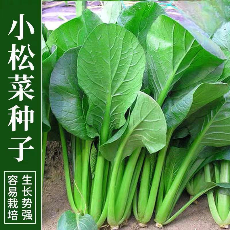 正宗小菘菜四季耐热速生青菜图片