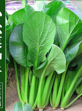 正宗小菘菜美味小松菜四季耐热速生青菜阳台青松蔬菜种子青菜种籽