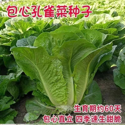 正宗包心孔雀菜种籽耐高温耐热