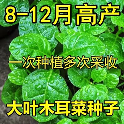 四季大叶木耳菜种子肉厚懒人耐高温耐湿阳台盆栽高钙易种蔬菜种籽