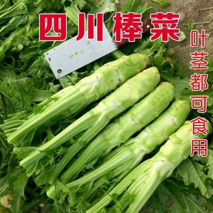棒菜种子薄皮棒菜大棒菜白皮芥菜种四川花叶菜头特色 棒棒菜种子