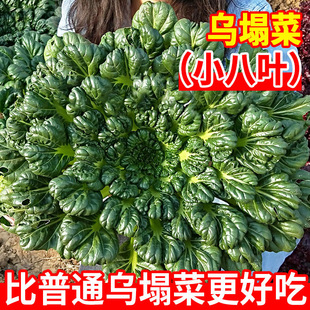 小八叶乌塌菜种孑耐寒春秋冬四季黑叶乌塔菜种子阳台盆栽蔬菜种孑
