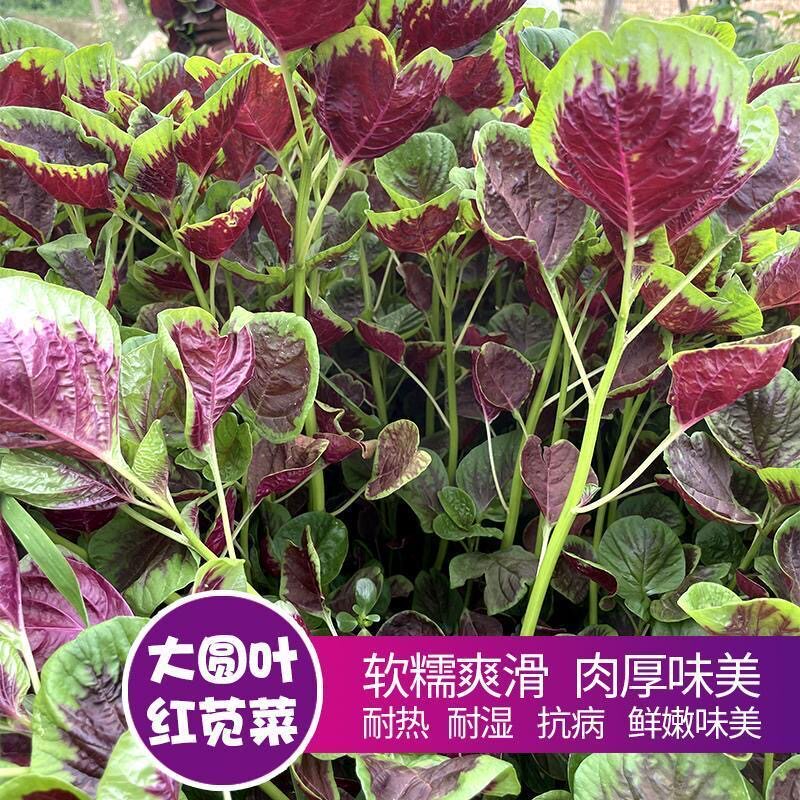 新品一点红苋菜种子圆叶红苋菜籽春夏秋苋菜种孑四季蔬菜种子批发图片
