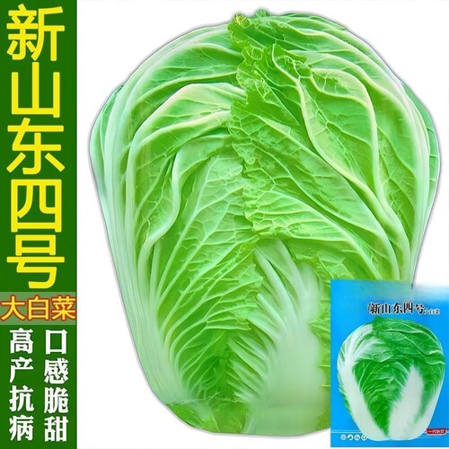 抗病90天山东四号白菜种子高产非转基因大白菜籽四季蔬菜种子大全