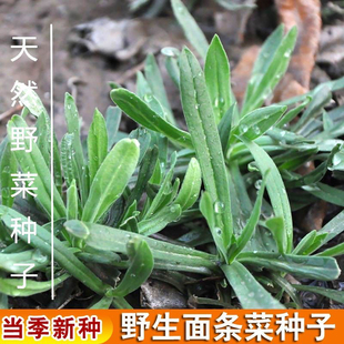 面条菜种子四季播春秋露地秋冬季保健蔬菜野菜籽春季四籽种孑大全