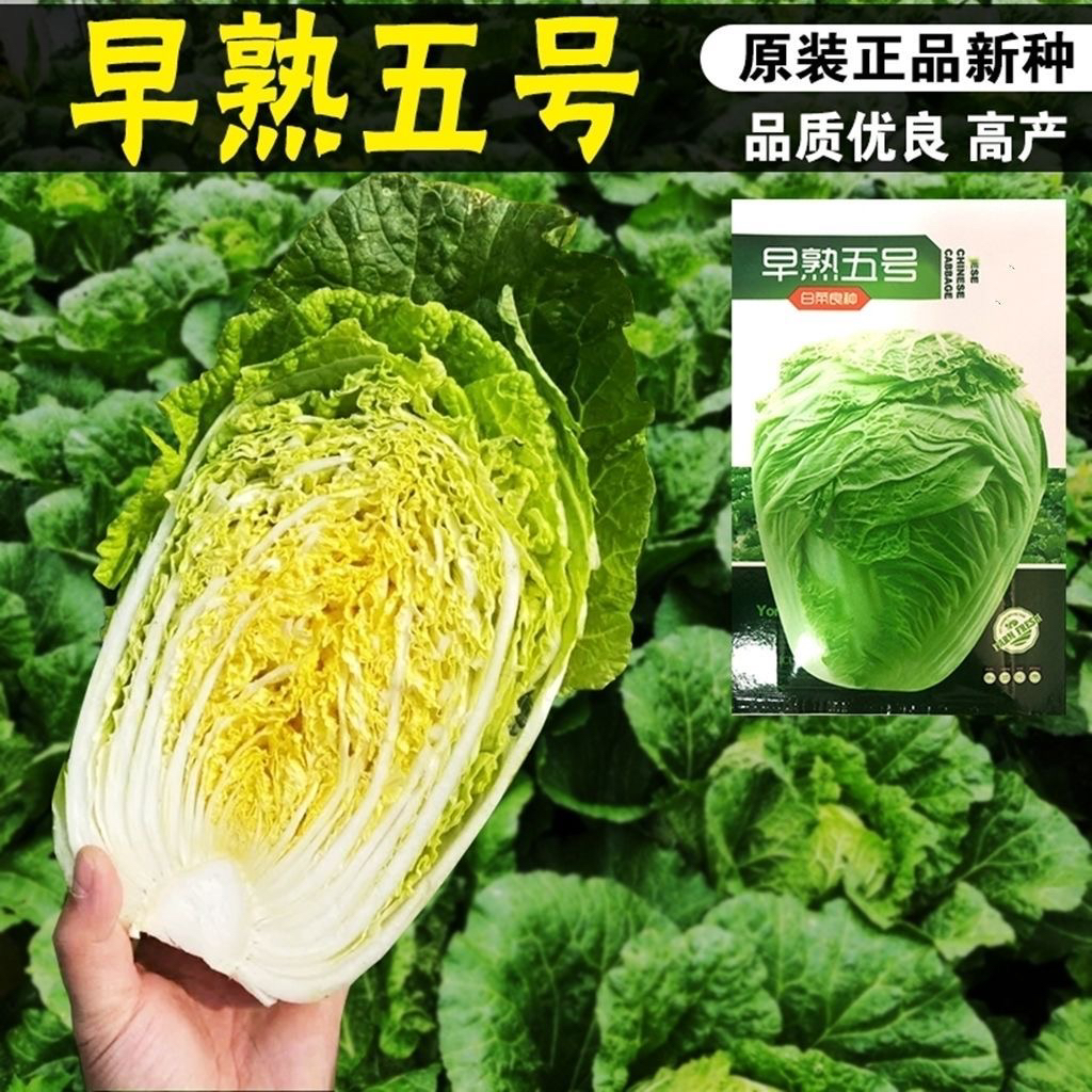 秋播早熟5号白菜种子50天耐高温
