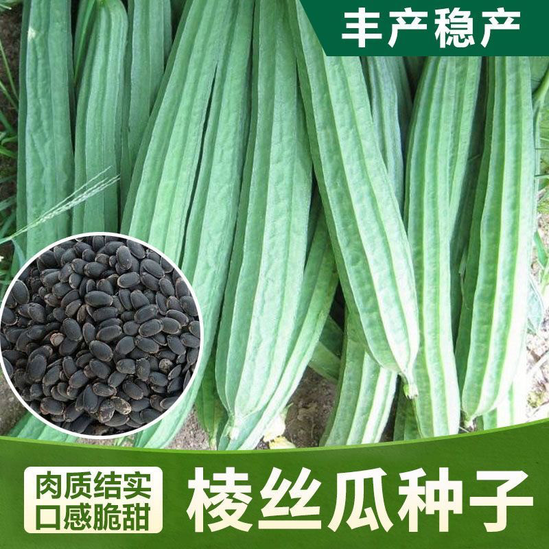香嫩棱角丝瓜种孑籽八棱丝瓜八角丝瓜皮薄肉厚四季播蔬菜种子籽