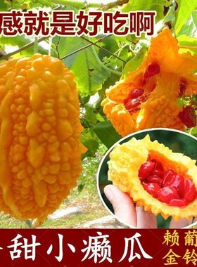 小濑瓜种子庭院家庭种瓜果蔬菜种