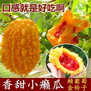 小濑瓜种子赖葡萄金铃子小癞瓜黄金小苦瓜庭院家庭种瓜果蔬菜种籽