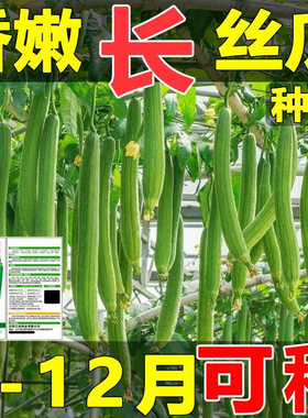 鲜嫩长香丝瓜爬满架新鲜蔬菜当季长条丝瓜绿色丝瓜口感鲜嫩蔬菜