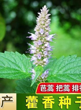 土藿香食用藿香盆栽原土霍香苗五香叶鱼香种子阳台庭院蔬菜种子