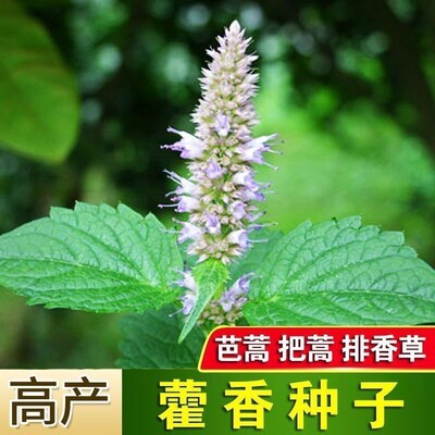 土藿香食用藿香盆栽原土霍香苗五香叶鱼香种子阳台庭院蔬菜种子