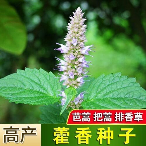 土藿香食用藿香盆栽原土霍香苗五香叶鱼香种子阳台庭院蔬菜种子