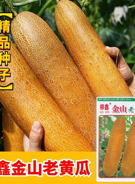 金山老黄瓜种子新鲜瓜味浓黄瓜仔专用老品种春秋冬季四季蔬菜种孑