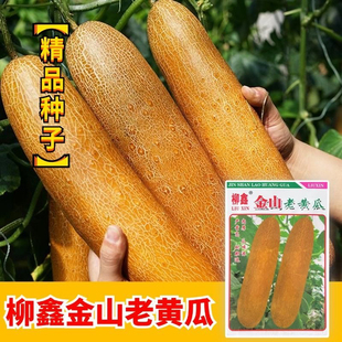 金山老黄瓜种子新鲜瓜味浓黄瓜仔专用老品种春秋冬季四季蔬菜种孑
