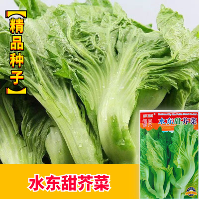 水东甜芥菜种子鸡心包心芥