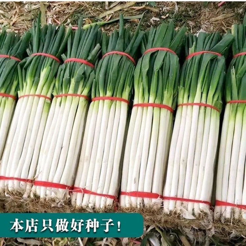 铁杆长白大葱铁杆种子高产正品蔬菜种子四季秋季播高产大葱籽种子