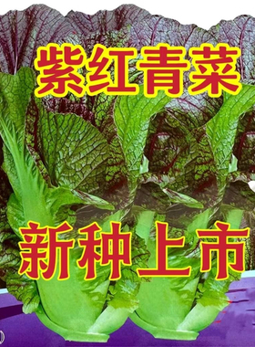 紫红青菜种子紫色大叶芥菜宽帮红筋青菜种子四川泡菜种子蔬菜种子