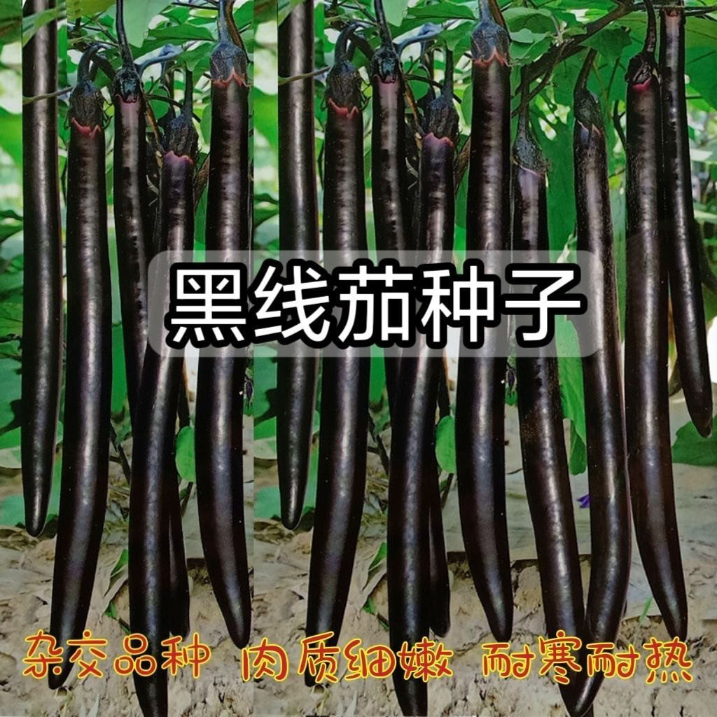早熟黑线茄种子长线茄子种籽 黑紫色 四季 耐寒耐热 特长 长茄种