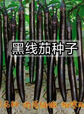 早熟黑线茄种子长线茄子种籽 黑紫色 四季 耐寒耐热 特长 长茄种