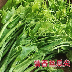 摘不败好吃丝瓜尖种子龙须菜耐热菜四季丝瓜藤尖苗农家蔬菜孑