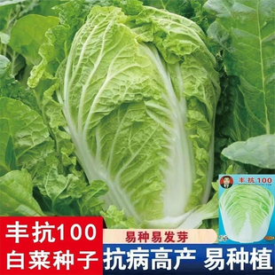 白菜种子丰抗-100天早熟晚熟杂交高产易种结球大白菜种籽蔬菜种籽