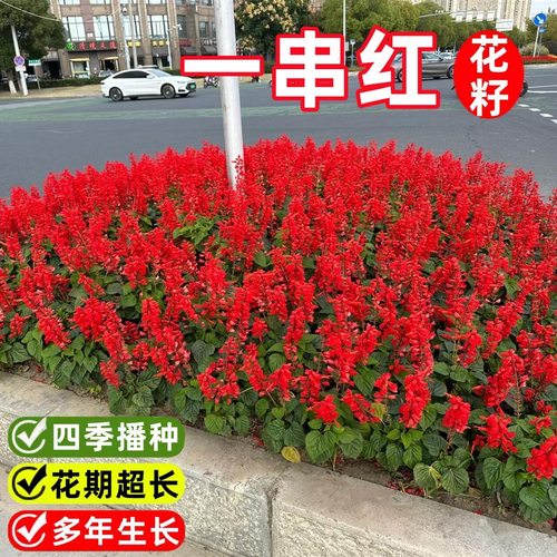 一串红种子串串红耐高温耐旱花期长简单易种搭庭院盆栽花海植物籽