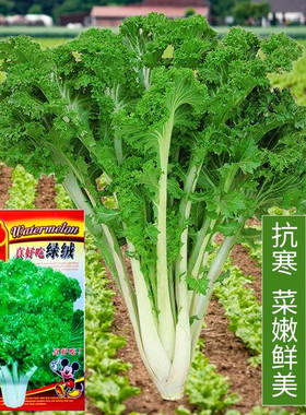 真好吃绿绒菜种子四季播种