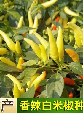 小米辣椒泡椒种子朝天椒白米辣椒种籽春季夏四季播蔬菜瓜果种籽春