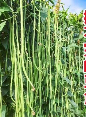 江西小五叶有架长豆角种子豇豆种子绿条春播豆蔬菜四季豆种籽易种