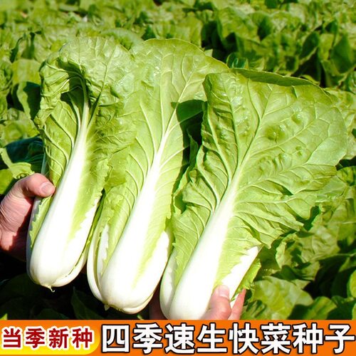 四季快菜种子奶油小白菜种子春夏水白菜四季庭院阳台盆栽蔬菜种子